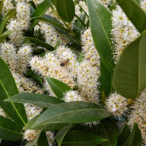 PRUNUS LAUROCERASUS / BABÉRMEGGY