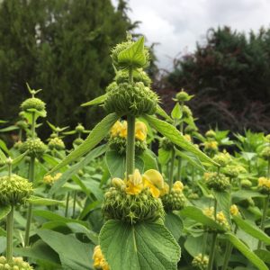 PHLOMIS RUSSELIANA / KIS-ÁZSIAI MACSKAHERE