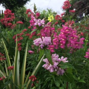 PHLOMIS TUBEROSA / GUMÓS MACSKAHERE