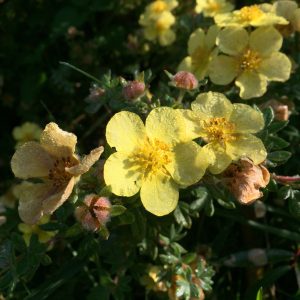 POTENTILLA FRUTICOSA / CSERJÉS PIMPÓ