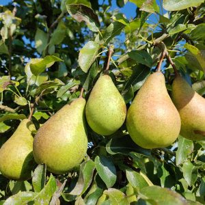 PYRUS / VADKÖRTE