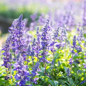 SALVIA OFFICINALIS / ORVOSI ZSÁLYA
