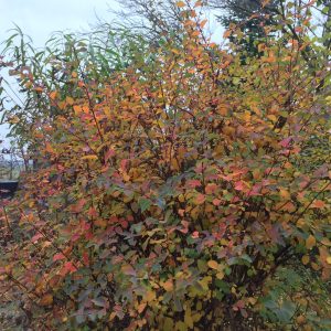 SPIRAEA BILLARDII / PIROS VIRÁGÚ GYÖNGYVESSZŐ