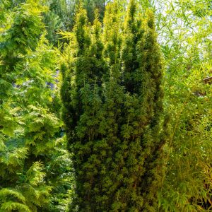 TAXUS BACCATA / KÖZÖNSÉGES TISZAFA