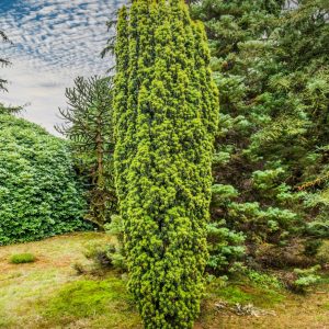 TAXUS BACCATA / KÖZÖNSÉGES TISZAFA