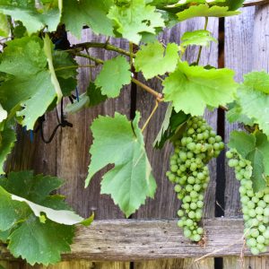 VITIS VINIFERA / BORTERMŐ SZŐLŐ