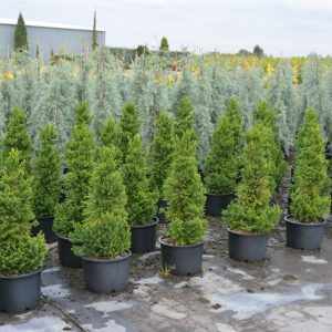 CRYPTOMERIA JAPONICA / JAPÁNCIPRUS