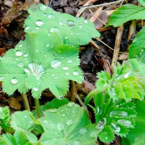HEUCHERA / TŰZGYÖNGYVIRÁG